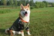 Nhãn hiệu trang phục chó thủy thủ mùa thu mới áo khoác bóng chày chó Shiba Inu Keji Husky quần áo chó - Quần áo & phụ kiện thú cưng