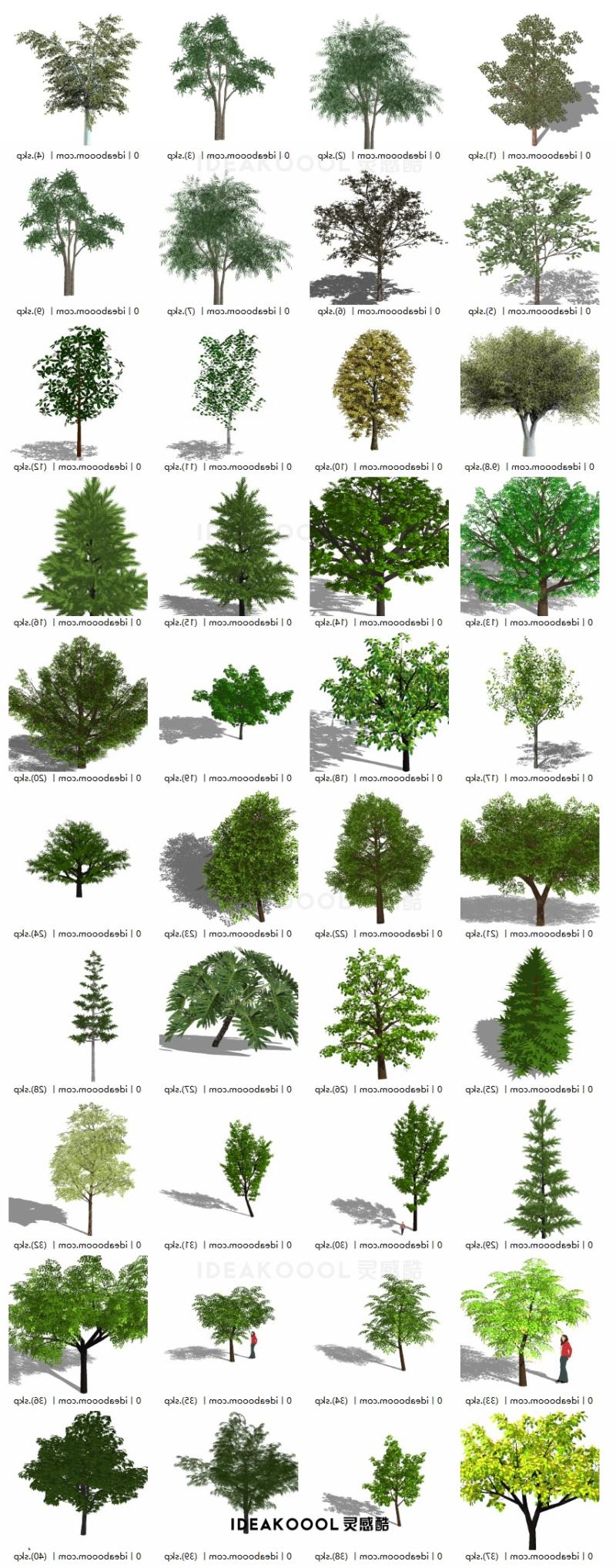 3D常绿乔木针叶阔叶树木园林景观植物SU模型合集丨