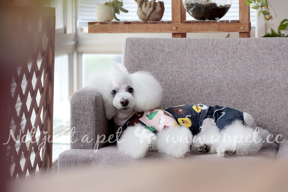 Breguet pet dog mèo trang phục gấu nâu Sally gà in áo len xanh cổ tròn áo thun bột cổ cao chạm đáy áo - Quần áo & phụ kiện thú cưng quan ao cho meo