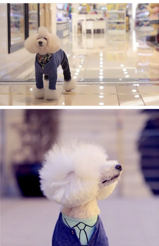 người phụ thuộc kho báu nóng vật nuôi quần áo quần áo Teddy Bichon quanh cổ áo len dài tay màu xanh áo nịt áo khoác chó Hàn Quốc - Quần áo & phụ kiện thú cưng