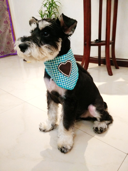 Seconds Kill Extras Blue Plaid Loving Dogs Cat Cat Saliva scarlet suit for dogs such as Teddy Snow Narey