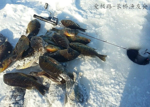 Ice удочкой 爱极路aijilu美国圣克鲁伊st.croix legend black ice  冰钓竿