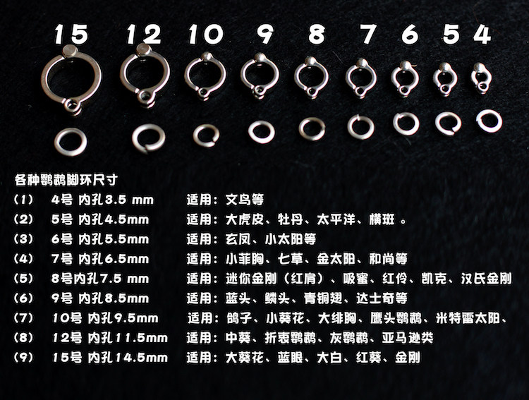 Stainless Steel Active Parrot Foot Ring Rack Breadwinner Ring CG Parrot Studio