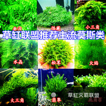 Matsutake moss triangle flame moss sheet Water plant Xiaomei Phoenix Crystal weeping strange fern Emerald green algae ball Phoenix tail moss