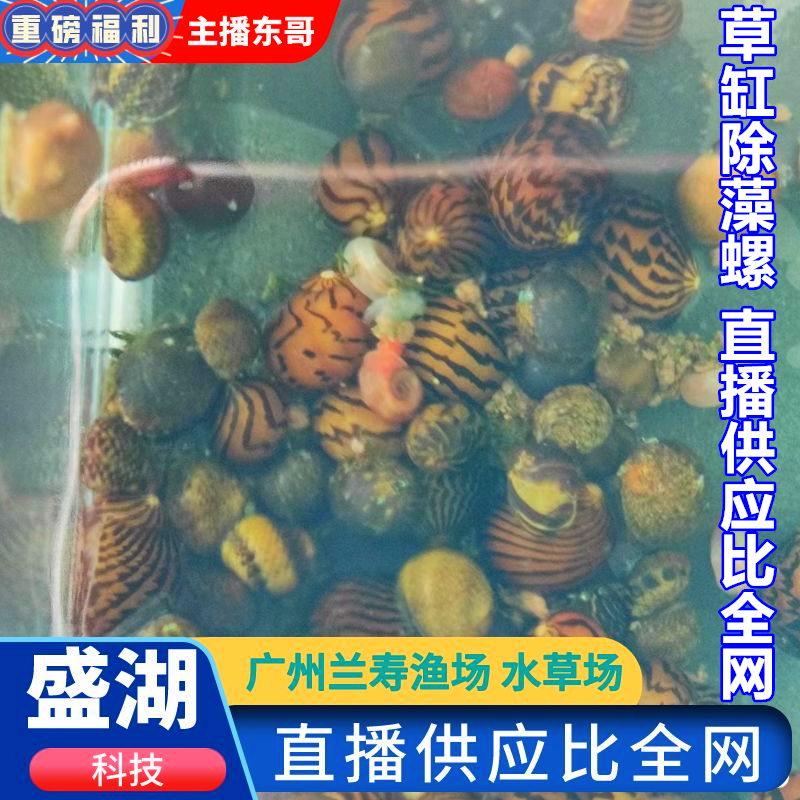 Malay mysterious snail ornamental snail algae snail living tool snail apple snail purple snail zebra snail egg pet snail