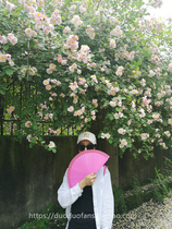 Anita Wood Fan Custom Dance Fan Walking Show Fan fan blind box Spanish fan cheongsam fan dance fan