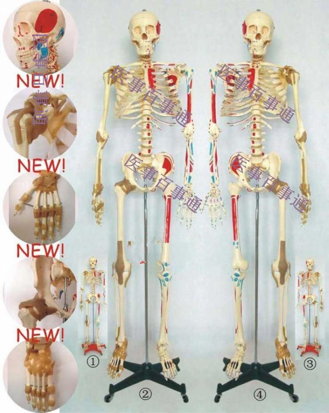 人体骨骼半边肌肉着色半边附肌肉韧带模型，人体骨骼模型170CM