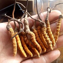 Cordyceps sinensis Aba Plateau has just picked fresh Cordyceps this year in the Aba Plateau.