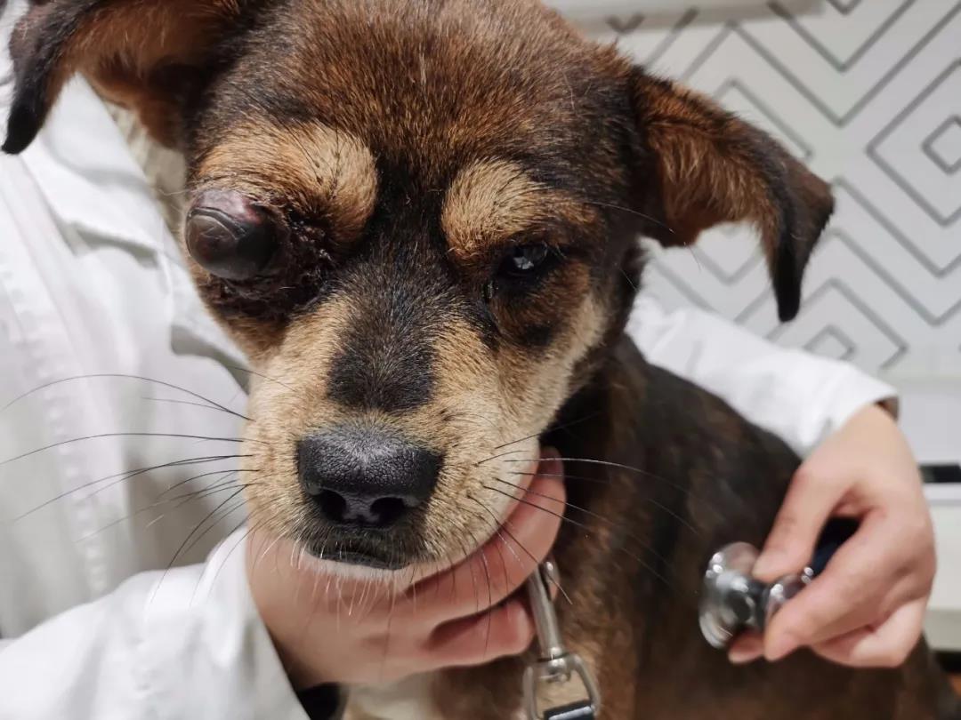 Dragon Dragon ▏ Dog or dog People are not necessarily human