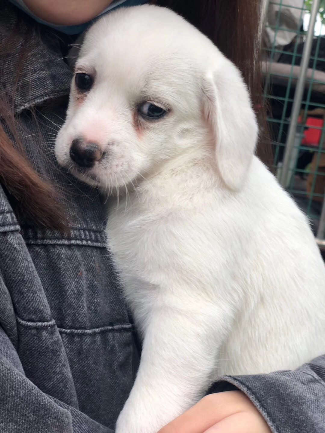 Soymilk in the container house (not for sale for display only)