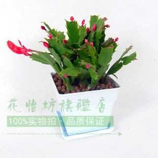 仙人春季书房夏季秋季多肉开花植物-蟹爪兰盆栽含盆抗辐射花卉