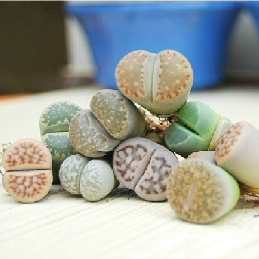 生石花苗 混合花苗 仙人多肉 绿色创意盆栽植物 1-2年苗