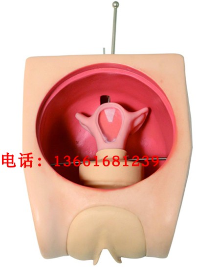 厂家直销高级计划生育教育模型宫内避孕器操作计生指导妇产科模型