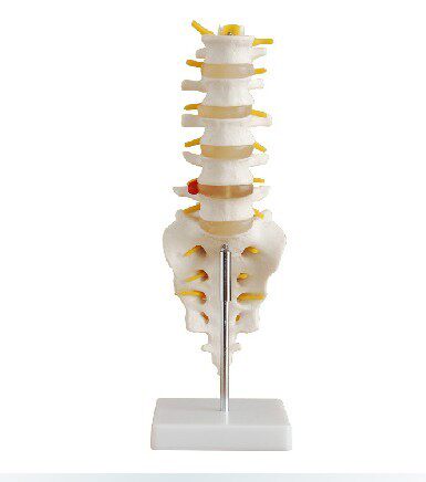 自然大腰椎带尾椎骨模型 人体骨骼解剖模型 医学教学专用特价促销