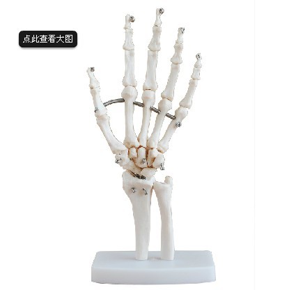 自然大手关节模型 人体骨骼解剖模型 人体手部关节骨骼模型