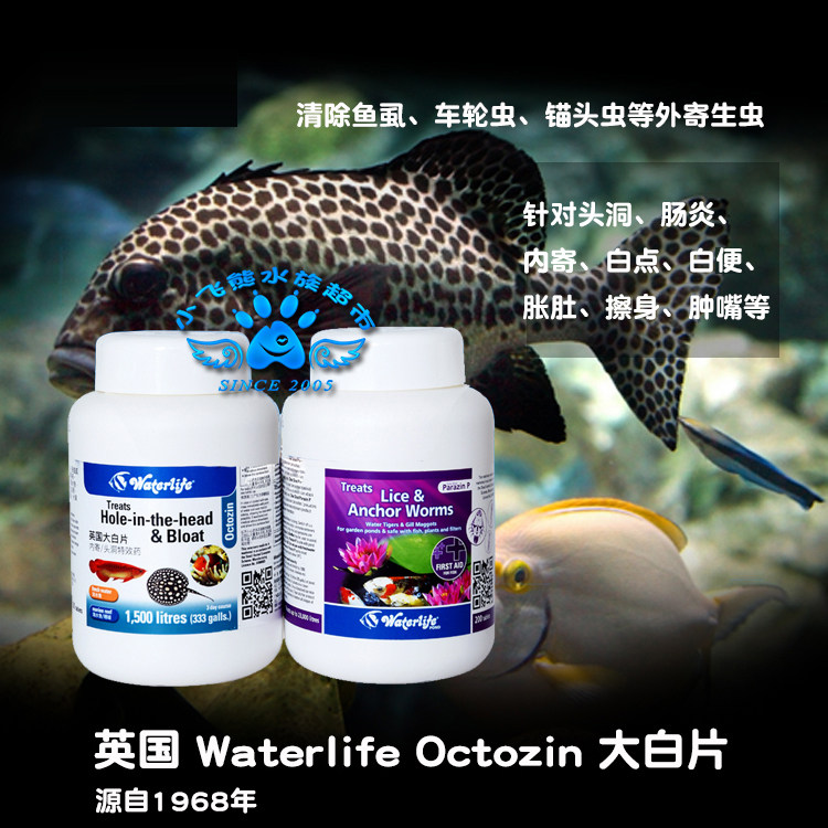 Fish with large white sheet UK imports large white sheet water family tropical convex eye head caves enteritis, inside and outside parasites