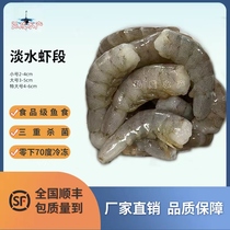 Shrimp 10 pounds of special shrimp segments river shrimp white shrimp small loach loach segments frozen fish food feed turtle