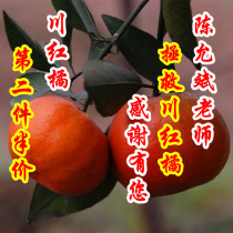 The second half-price fresh Sichuan Red Orange Dahongpao Sichuan Red Orange recommended by Chen Yunbin teacher Chuan Red Orange 5kg