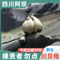 Wild Kawasawa Sichuan Abba Wild Wuthi-chuan Fritillaria Can Mill Sichuan Bay Powder 50 gr selected Chinese herbal medicine