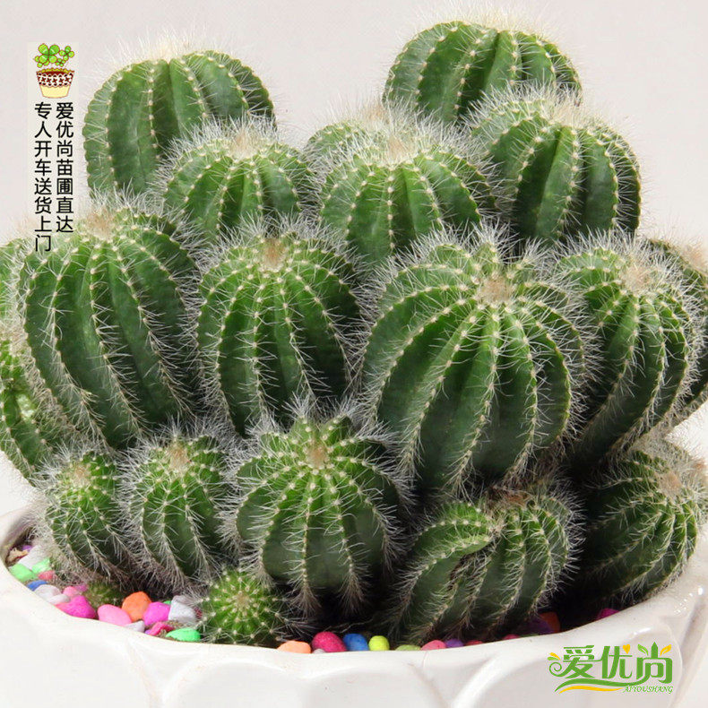 �����������������ͷ�������辰