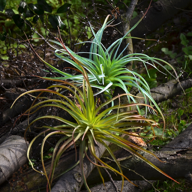 Simulation air pineapple succulent plant air simulation grass green wall fern desert plant