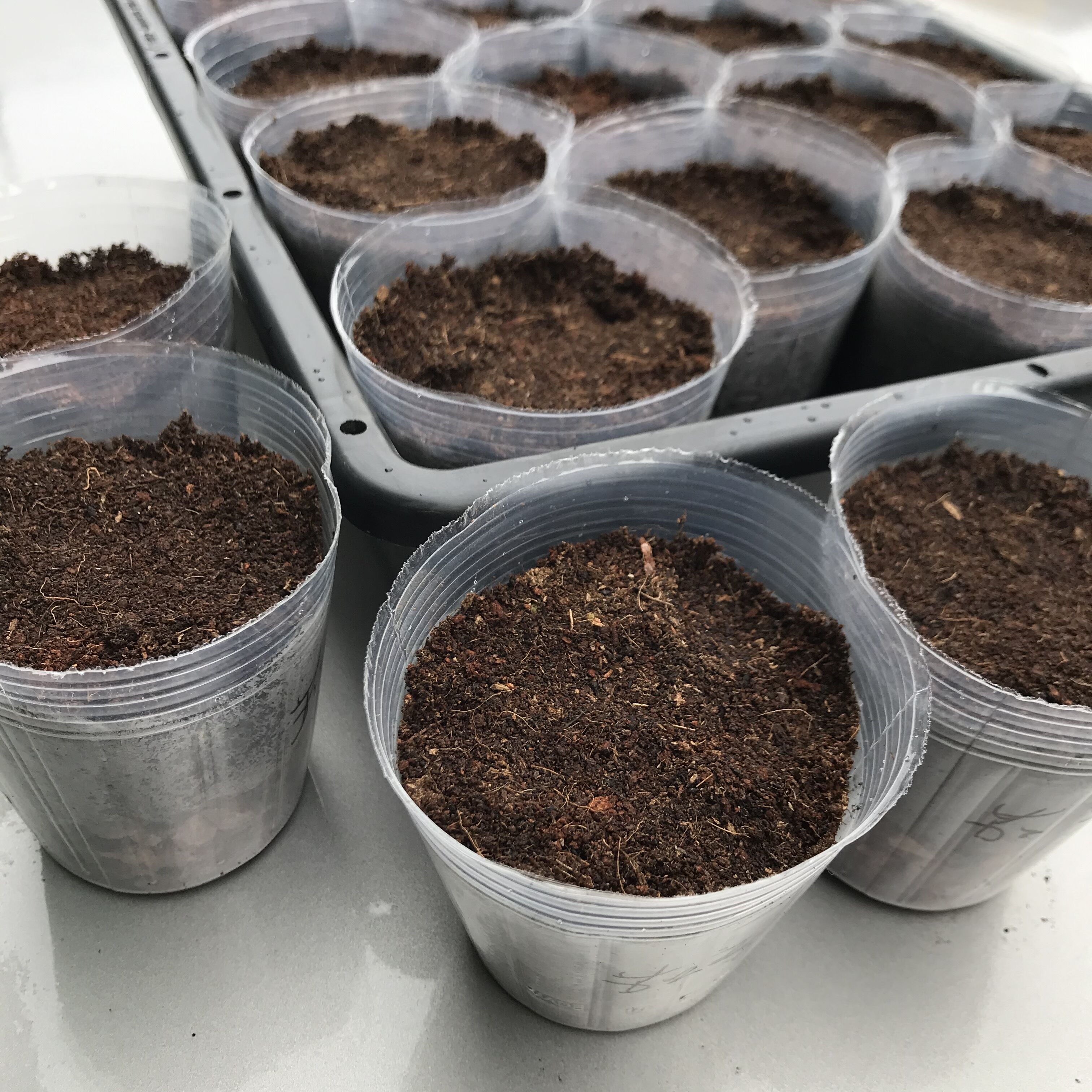 Vegetable seed seedling pot Watermelon pumpkin seed transparent seedling pot Nutrition bowl