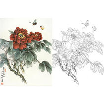 Meticulous painting white drawing draft peony sketch Wang Shaoqing 40*52 hook line physical printing draft with color map 808T