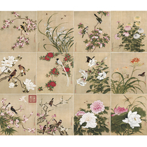  Gongbi painting white sketch manuscript Yu Zhi flowers and birds 12 33*37 hook line physical print draft including A3 color map YT00