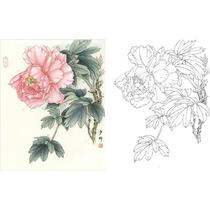 Meticulous painting white drawing draft peony sketch Wang Shaoqing 35*44 hook line physical printing draft with color map 803T