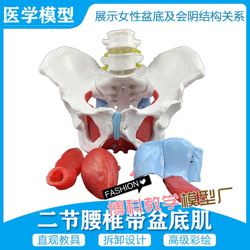 厂家直销 女性骨盆及盆底肌肉模型 盆骨模型人体骨骼模型股骨模型