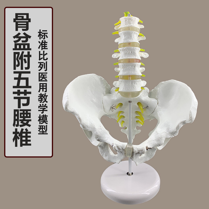 五节腰椎带骨盆模型 脊柱模型 盆骨模型 人体骨骼模型 股骨椎间盘