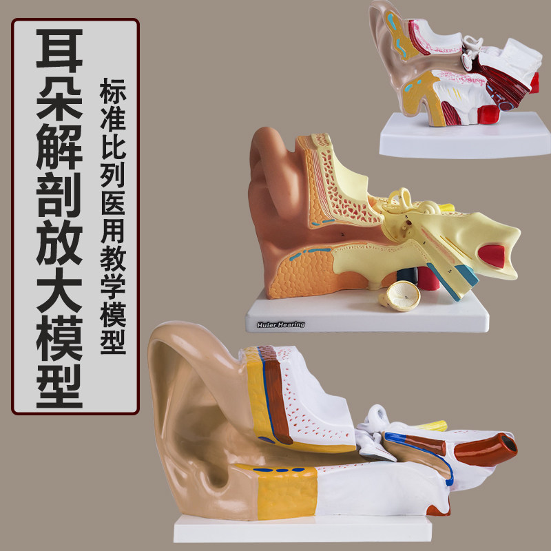 耳解剖模型人体耳朵模型3倍放大中耳模型人体器官解剖助听器展示
