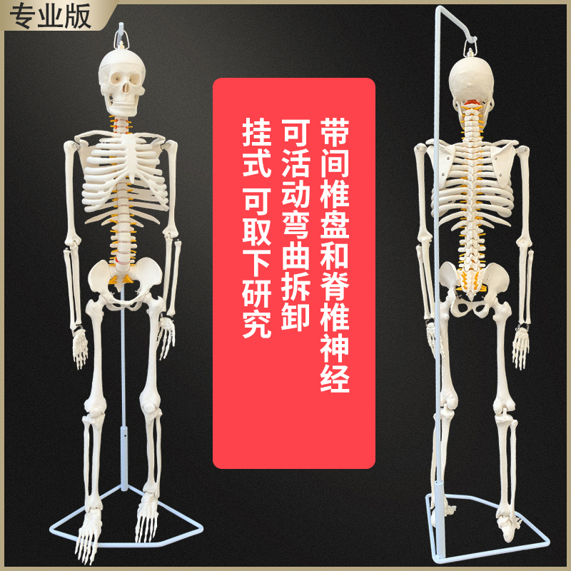 Купить 85cm 170cm тело человека скелет модель скелет обучение модель ...