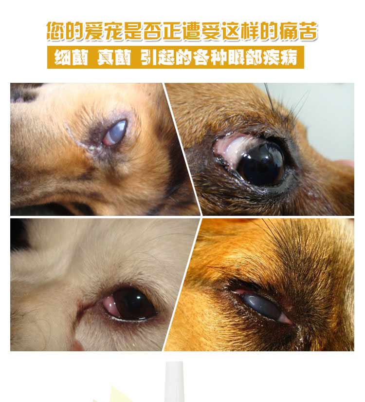 Thú cưng mới Kang Kang rửa mắt cho chó 30ML nhỏ giọt nước mắt Thuốc nhỏ mắt chống viêm - Thuốc nhỏ mắt sanlein