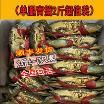 (Wild Single Claw Blue Crab) Live Crab Meat Crab Amla Crab Wild Blue Crab Fresh Live Sea Crab (2 catties)