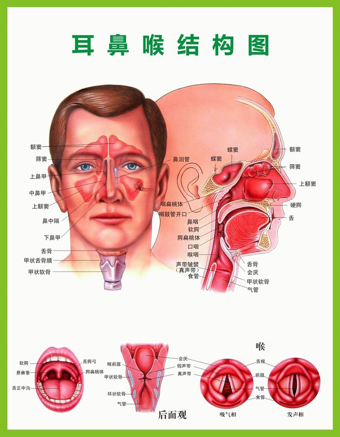 29 Ear Nose And Throat Diagram - Wiring Database 2020