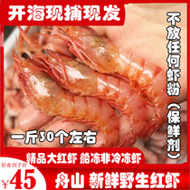 Zhoushan seafood wild red shrimp East China Sea aquatic products Red shrimp fresh sea shrimp sea shrimp can peel shrimp chilled shrimp 15