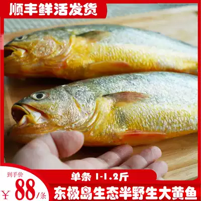 Zhoushan East China Sea Dongji Island ecological semi-wild rhubarb yellow croaker Fresh aquatic sea fish 1 2 kg each