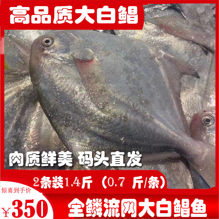 Zhoushan Shandong sea fresh wild silver pomfret whole scale drift net big white pomfret pomfret white phosphorus pomfret non-frozen