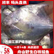 Zhoushan fresh authentic wild fresh drift net white phosphorus small pomfret East China Sea silver pomfret pier direct supply of 5-6 pieces a catty