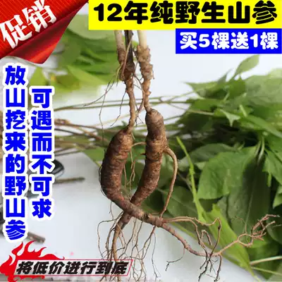 Fresh forest ginseng, mountain ginseng, seedlings, ginseng seedlings, wild mountain ginseng, ginseng, wine, tonic ginseng, wild ginseng seedlings