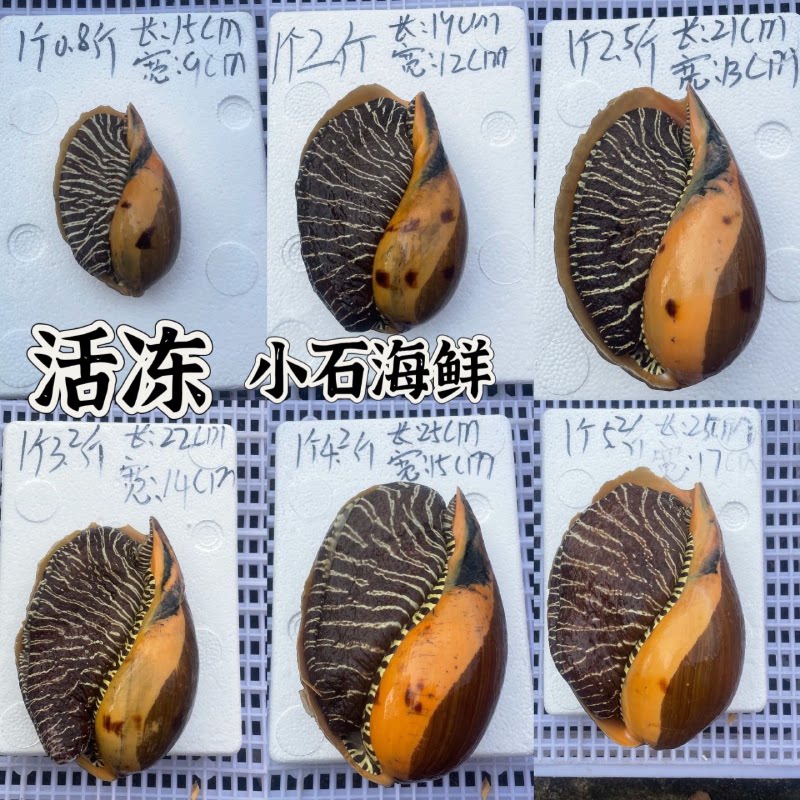 东山岛海鲜螺类大揭秘!椰子螺黄螺西瓜螺怎么选?-海螺-淘宝百科网
