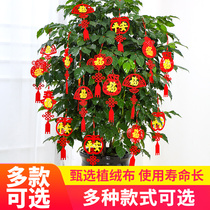 Small lantern hanging decoration tree Scene arrangement Joe relocating to celebrate New Year Spring Festival Decorative Indoor Bonsai Pendant