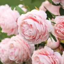 Simulation rose three peony flower wedding decoration flower road guide flower arch flower shooting props Western Rose