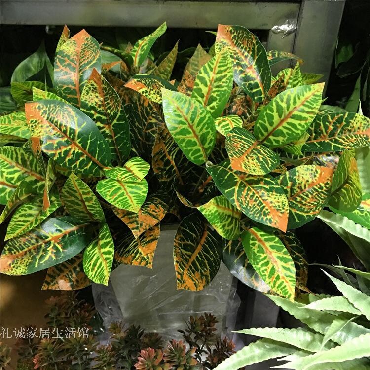 (Courtesy) emulation green plant tropical flower color zebra color varietyleaf bicolor leaf plant wall decoration green planting material