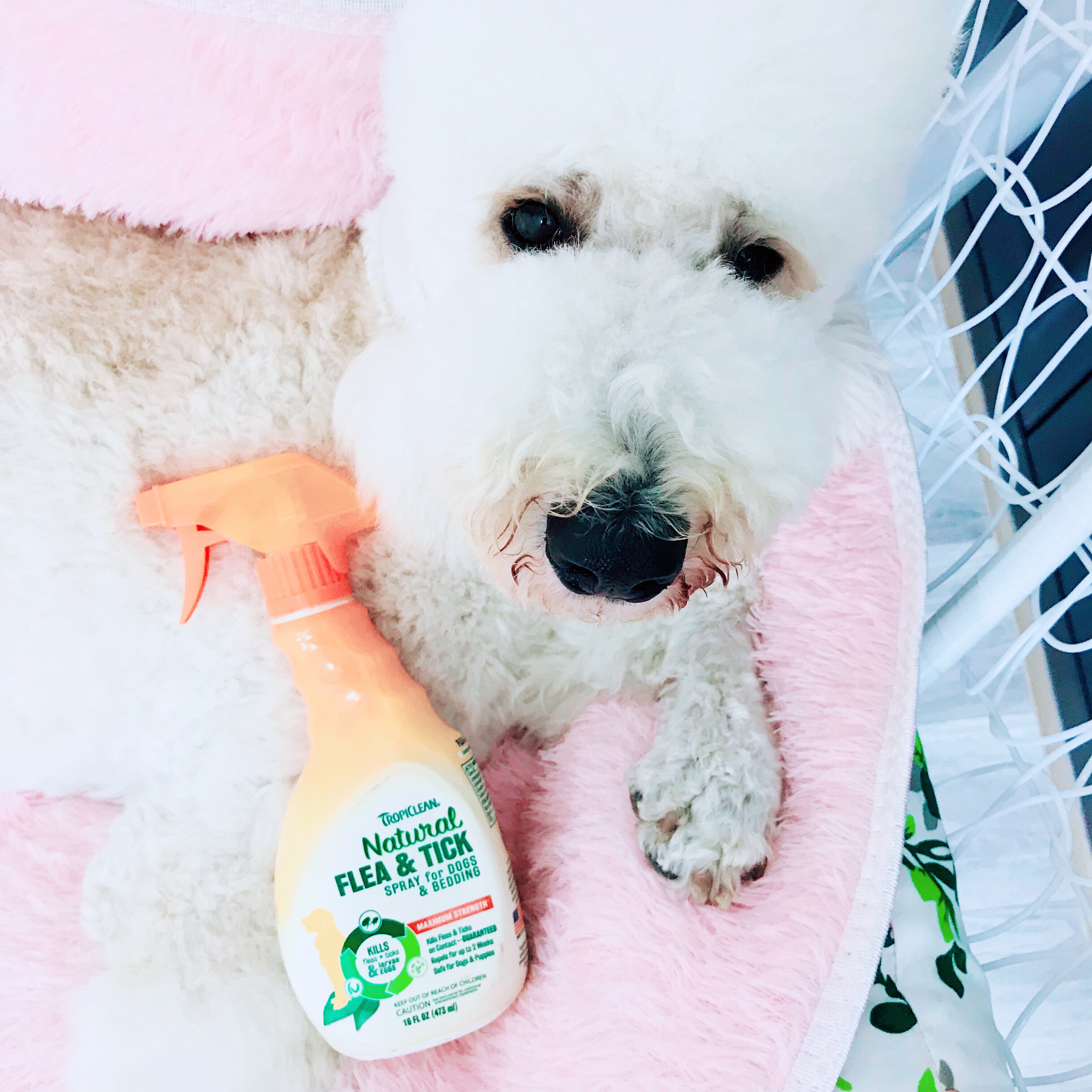 American Duomejie natural plant deodorant and flea spray to kill ticks and lice (pet dry cleaning) smell aroma