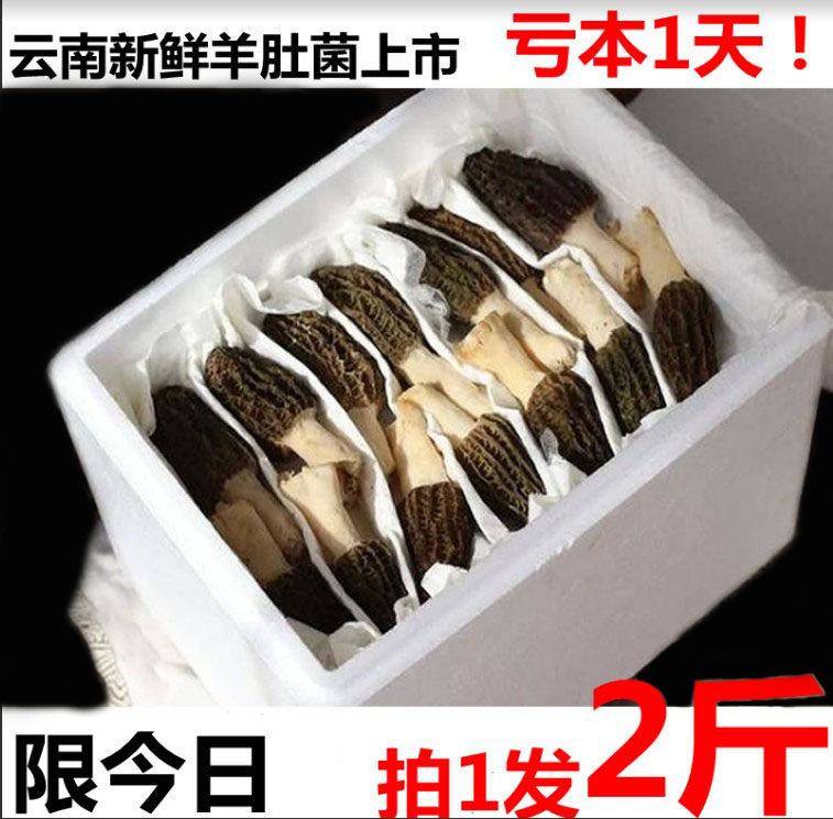 Take 1 shot 2 catties fresh morel fresh Yunnan fungus mushrooms fresh products fresh goods edible fungus non-wild 1000g