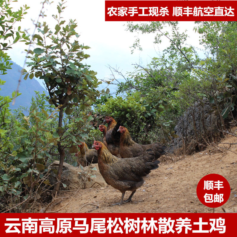 Yunnan 2 authentic farmers Raise chicken rural rural chicken and chicken chicken moon chicken Urk
