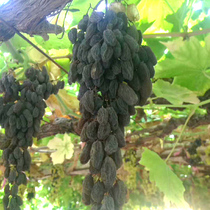 Xinjiang raisins natural air dry no add 500g Turpan Farmhouse No drier pesticide no pesticide pregnant women snacks