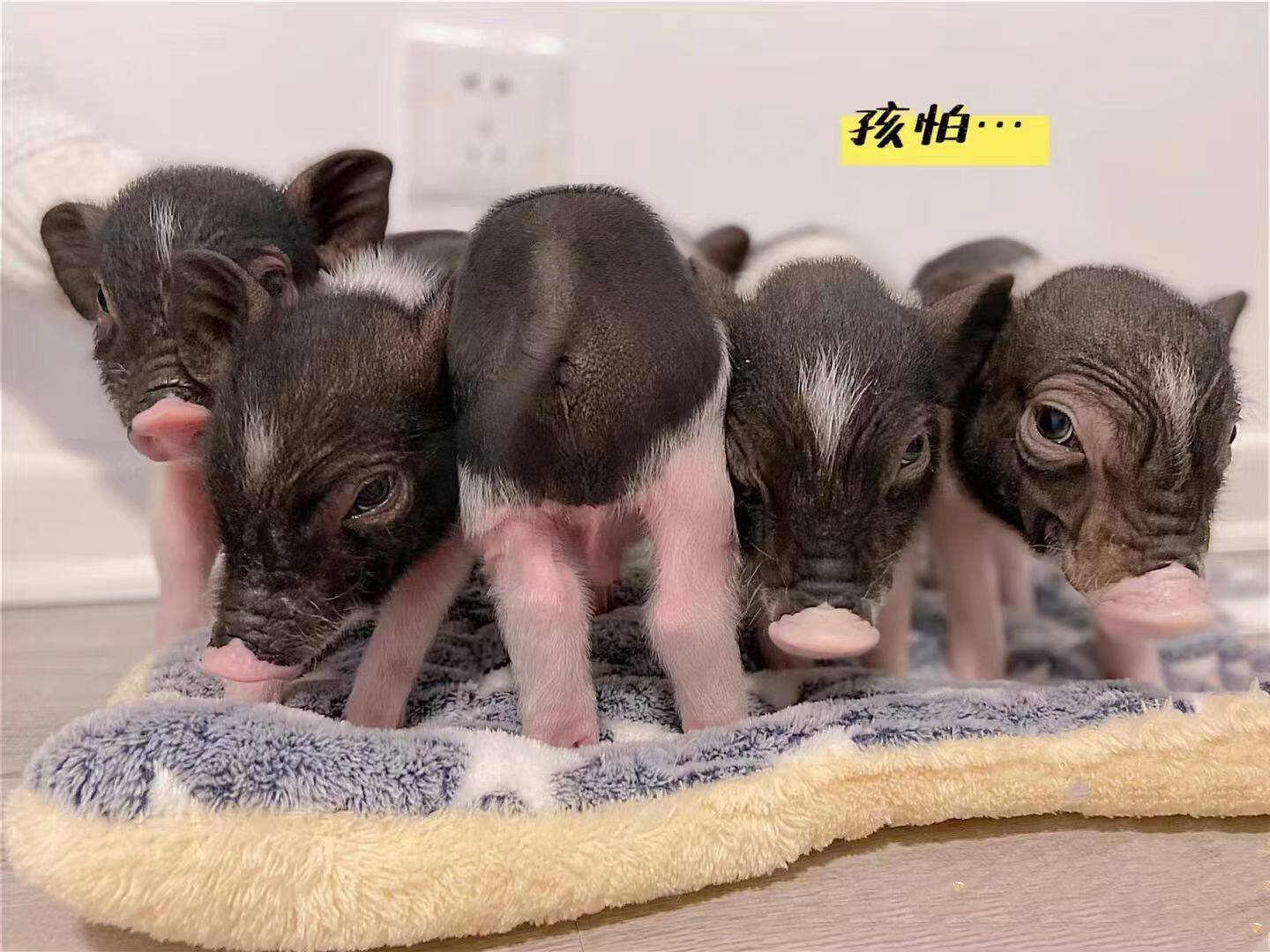 🐾治愈心灵的小香猪幼崽,高性价比伴侣宠物🌟-香猪-淘宝好物网
